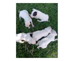 Bull Terrier puppies for sale - Pretoria - SOLD