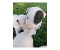 Bull Terrier puppies for sale - Pretoria - SOLD