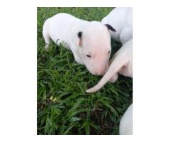 Bull Terrier puppies for sale - Pretoria - SOLD