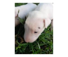 Bull Terrier puppies for sale - Pretoria - SOLD