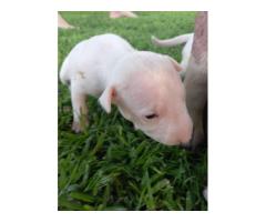 Bull Terrier puppies for sale - Pretoria - SOLD