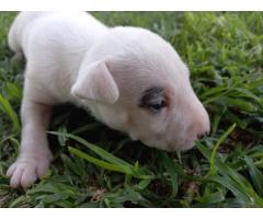 Bull Terrier puppies for sale - Pretoria - SOLD