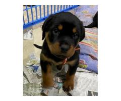 ROTTWEILER PUPPIES FOR SALE (Registered breeder)