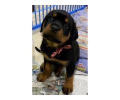 ROTTWEILER PUPPIES FOR SALE (Registered breeder)