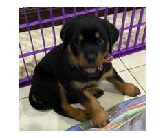 ROTTWEILER PUPPIES FOR SALE (Registered breeder)