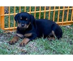 ROTTWEILER PUPPIES FOR SALE (Registered breeder)