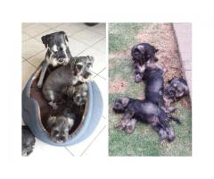 Miniature Schnauzers for sale (Two males and two females)