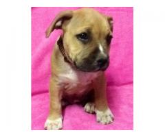 Amstaff puppies for sale KUSA registered (American Staffordshire Terrier)