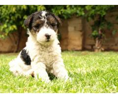 Pure Bred Wire Hair Fox Terrier puppies for sale!