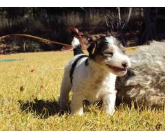 Pure Bred Wire Hair Fox Terrier puppies for sale!