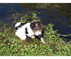 Pure Bred Wire Hair Fox Terrier puppies for sale!