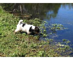 Pure Bred Wire Hair Fox Terrier puppies for sale!