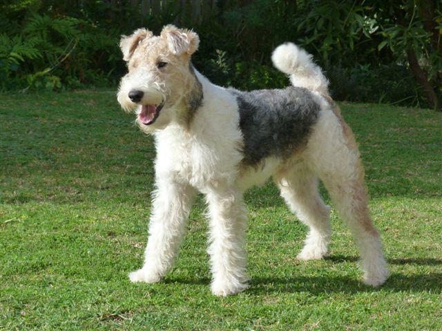 Blue Eyed Wire Haired Terrier Mix - wide 10