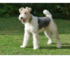 Pure Bred Wire Hair Fox Terrier puppies for sale!