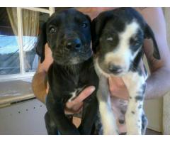 Great Dane puppies for sale, registered with Canine SA.