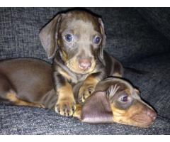 Chocolate Brown Miniature Dachshunds puppies for sale