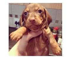 Chocolate Brown Miniature Dachshunds puppies for sale