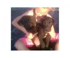 Great Dane Pups for sale.