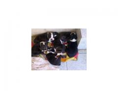 BOSTON TERRIER PUPPIES FOR SALE!