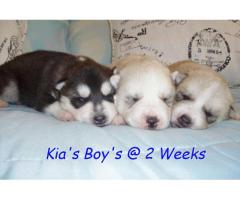 Pure Bred Siberian Husky Puppies For Sale