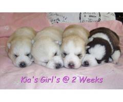Pure Bred Siberian Husky Puppies For Sale