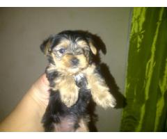 Yorkies pups for sale
