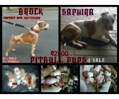 Pitbull pups for sale x 6