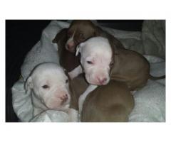 Beautiful pitbull puppies for sale