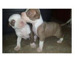 Beautiful pitbull puppies for sale