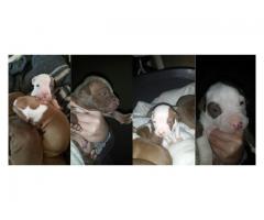 Beautiful pitbull puppies for sale