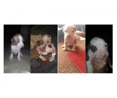 Beautiful pitbull puppies for sale