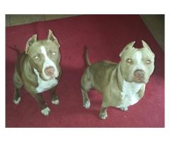 Beautiful pitbull puppies for sale