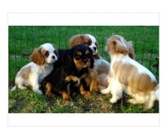 Outstanding Beautiful Looking Cavalier King Charles Spaniel Puppies For Sale Now