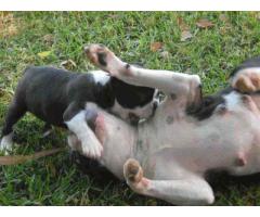 Boston Terrier Pups