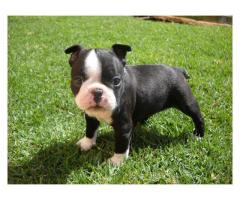 Boston Terrier Pups