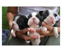 Boston Terrier Pups