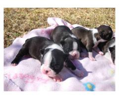 Boston Terrier Pups