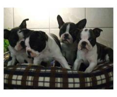 Boston Terrier Pups