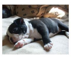 Boston Terrier Pups