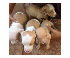 Blue bloodline pitbull puppies for sale