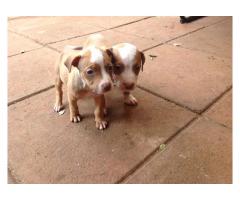 Blue bloodline pitbull puppies for sale