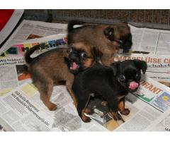 Perfect Male and Female Beautiful Brussel Griffon Puppies