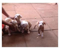 Blue bloodline pitbull puppies for sale