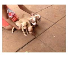 Blue bloodline pitbull puppies for sale