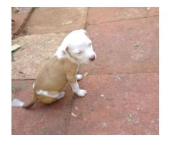 Blue bloodline pitbull puppies for sale