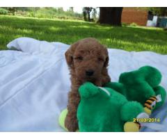 Toy French Poodle (Toy Poodle) puppies for sale