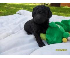 Toy French Poodle (Toy Poodle) puppies for sale