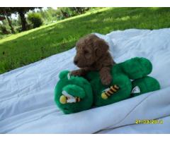 Toy French Poodle (Toy Poodle) puppies for sale