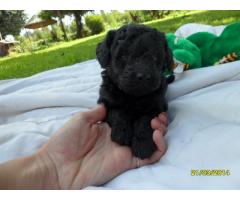 Toy French Poodle (Toy Poodle) puppies for sale