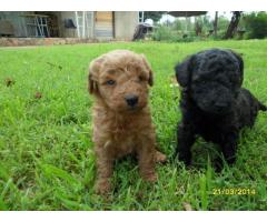Toy French Poodle (Toy Poodle) puppies for sale